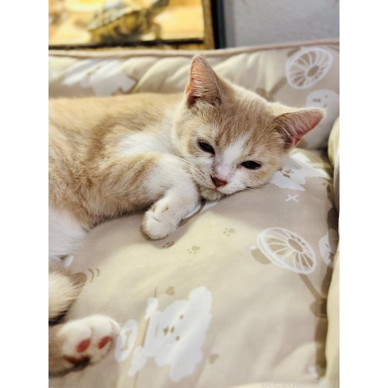 商談中の香川県のミヌエット-124210の2枚目