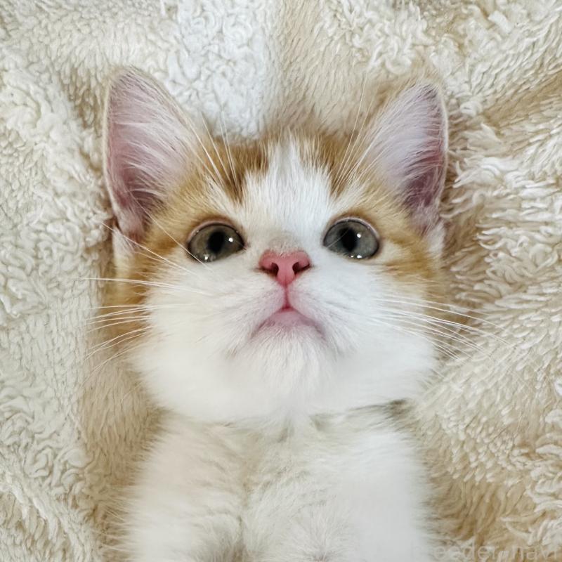 成約済の千葉県のミヌエット(短足)-123726の4枚目