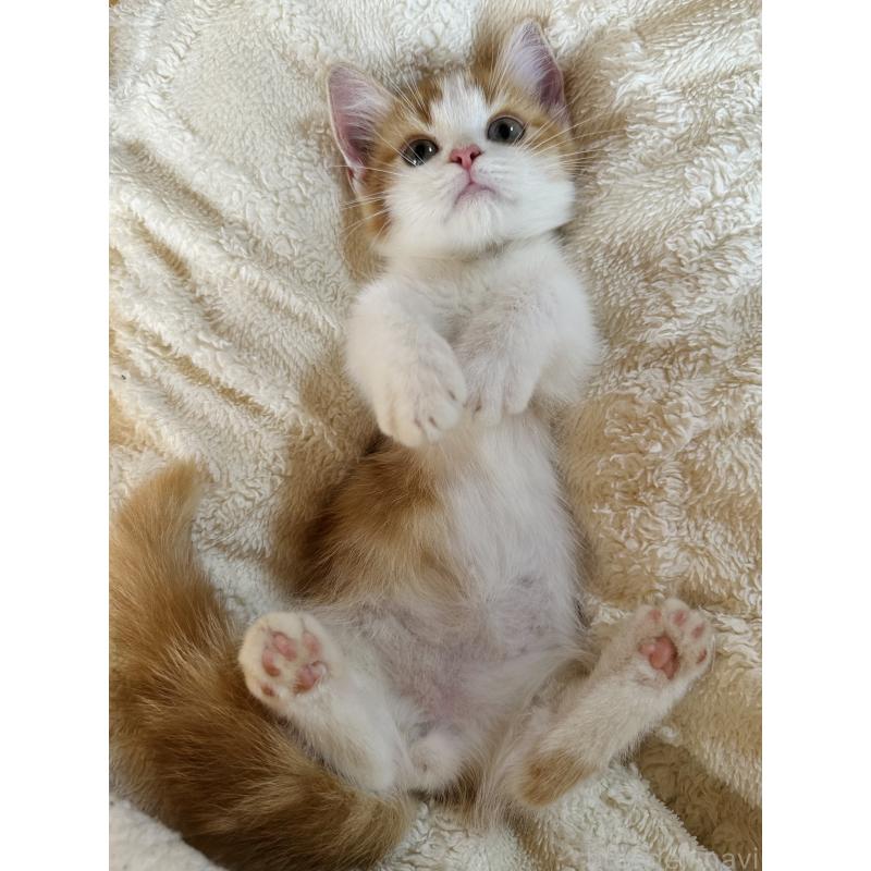 成約済の千葉県のミヌエット(短足)-123726の3枚目