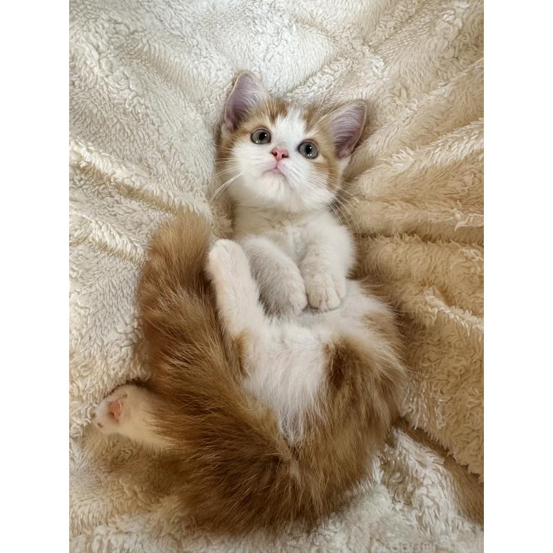 成約済の千葉県のミヌエット(短足)-123726の2枚目