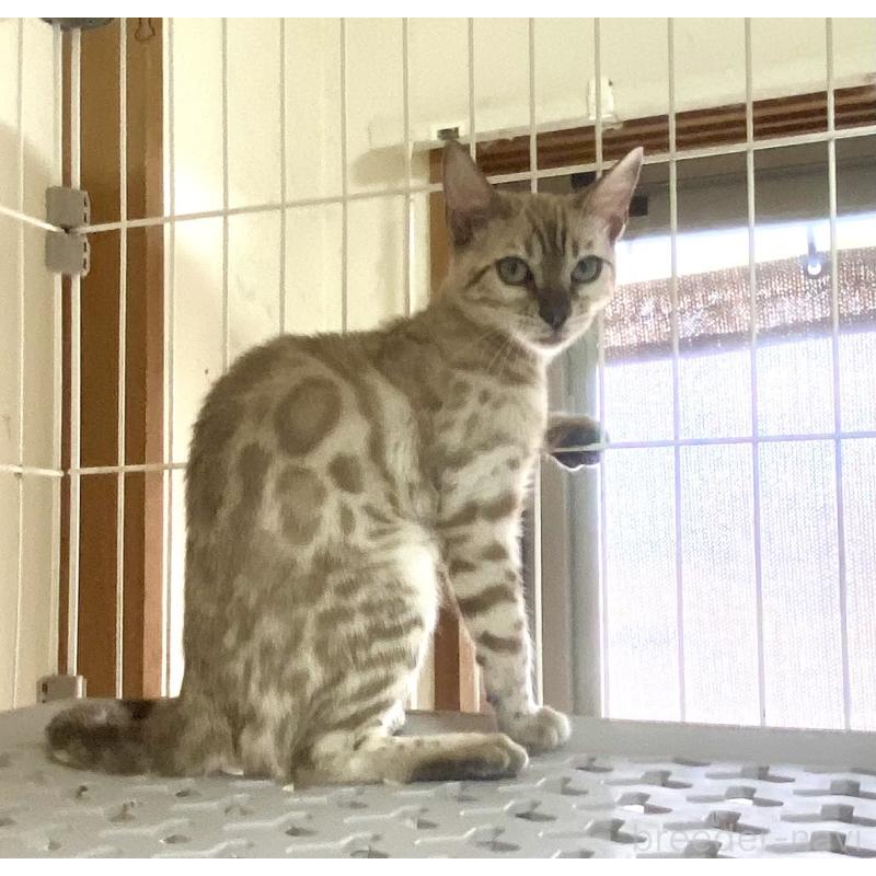 成約済の静岡県のベンガル-117510の10枚目