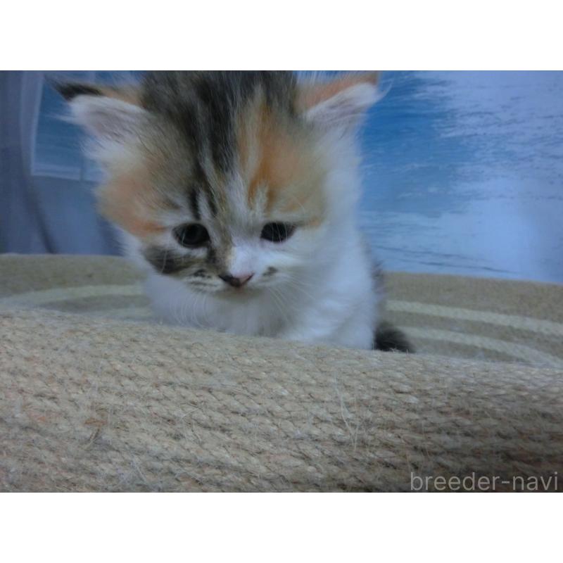 販売中の福岡県のミヌエット-127688の3枚目