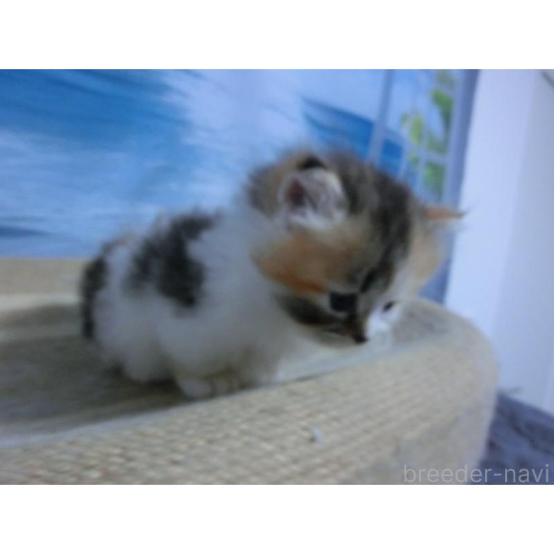 販売中の福岡県のミヌエット-127688の2枚目