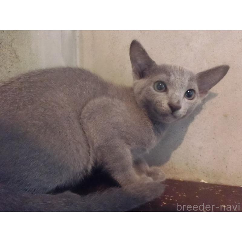 販売中の兵庫県のロシアンブルー-127250の4枚目