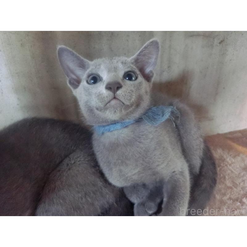 販売中の兵庫県のロシアンブルー-127075の4枚目