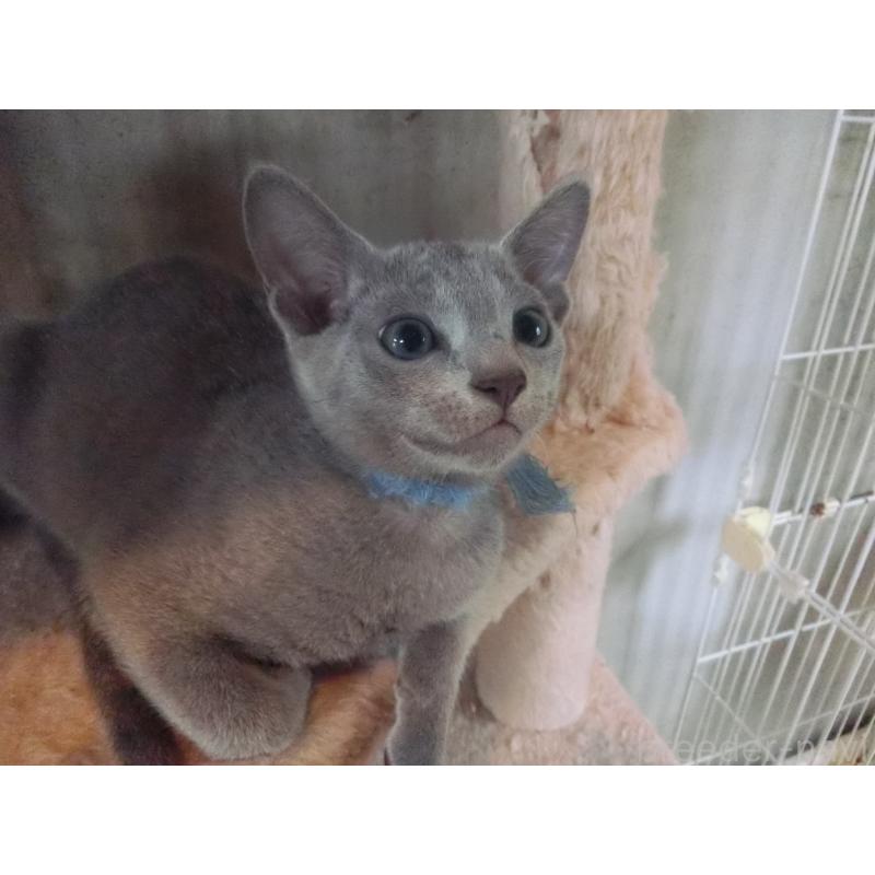 販売中の兵庫県のロシアンブルー-127075の3枚目