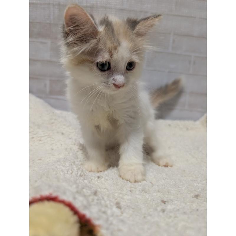 成約済の熊本県のマンチカン-127203の3枚目