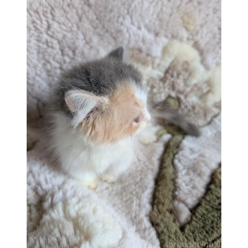 成約済の熊本県のマンチカン(短足)-127231の7枚目