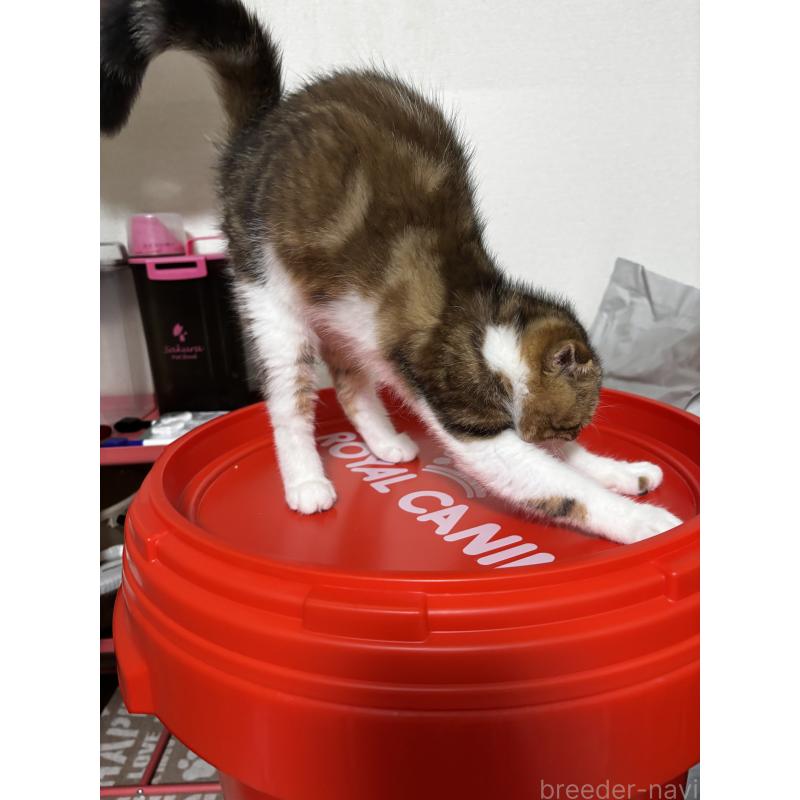 販売中の埼玉県のスコティッシュフォールド(折れ耳)-123493の3枚目