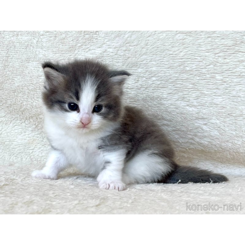 販売中の静岡県のノルウェージャンフォレストキャット-127714の1枚目