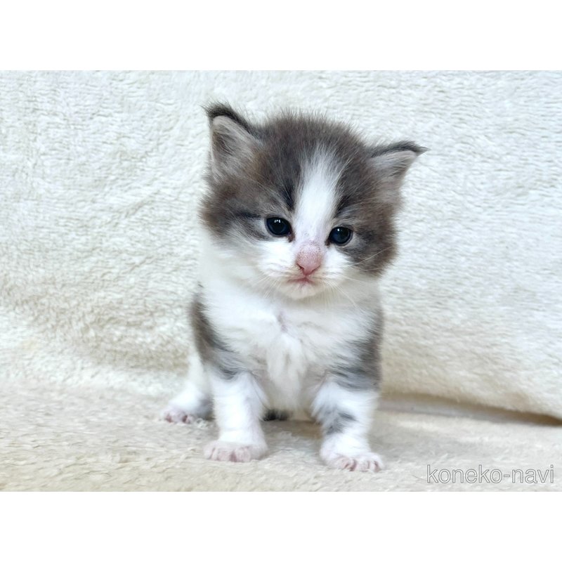 販売中の静岡県のノルウェージャンフォレストキャット-127714の7枚目