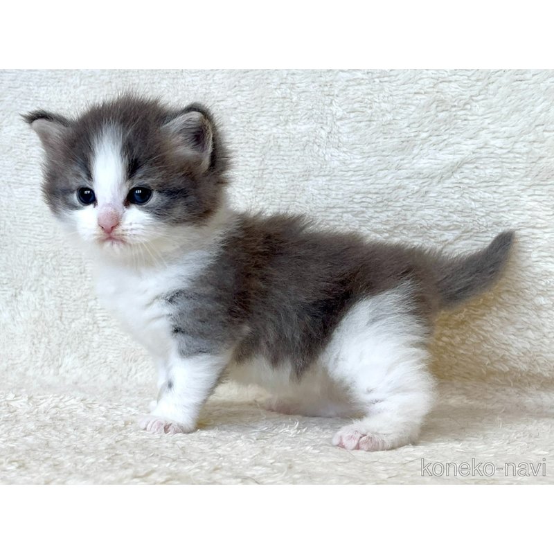 販売中の静岡県のノルウェージャンフォレストキャット-127714の3枚目