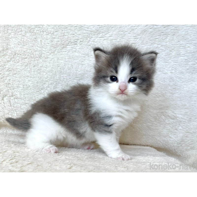 販売中の静岡県のノルウェージャンフォレストキャット-127714の5枚目