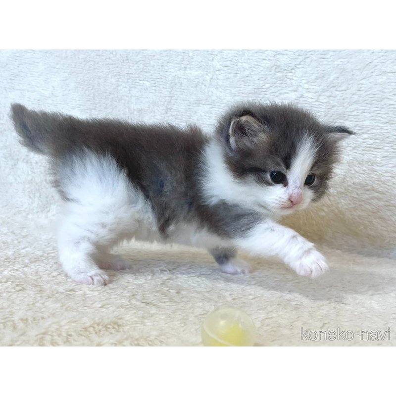 販売中の静岡県のノルウェージャンフォレストキャット-127714の4枚目