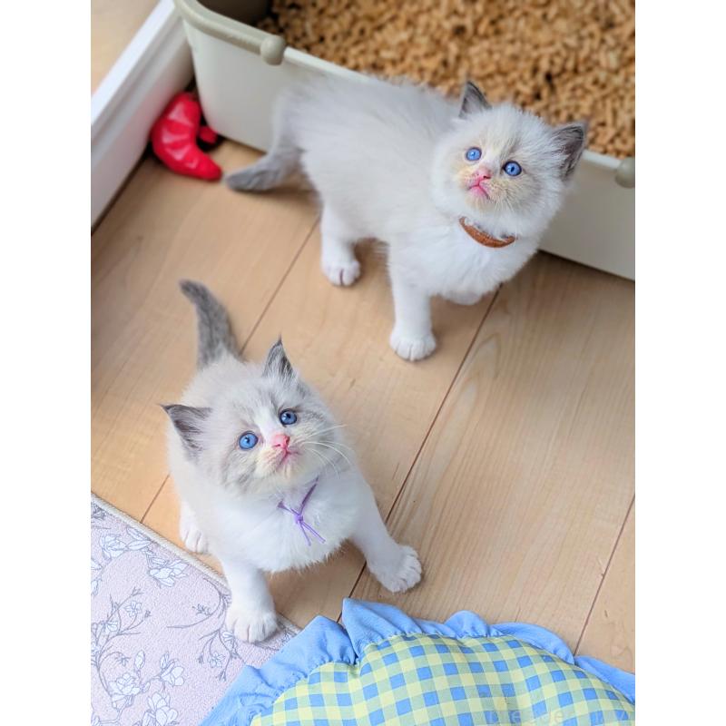 販売中の茨城県のラグドール-127719の5枚目