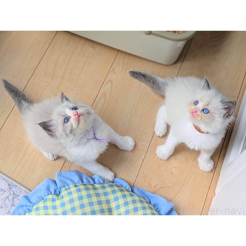 販売中の茨城県のラグドール-127720の5枚目