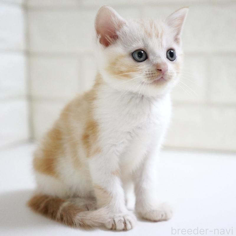 成約済の愛知県のスコティッシュフォールド-126955の2枚目