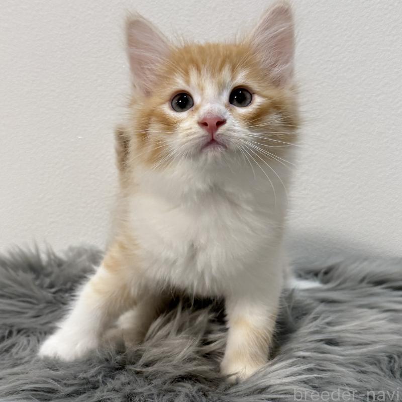 販売中の茨城県のサイベリアン-126949の5枚目