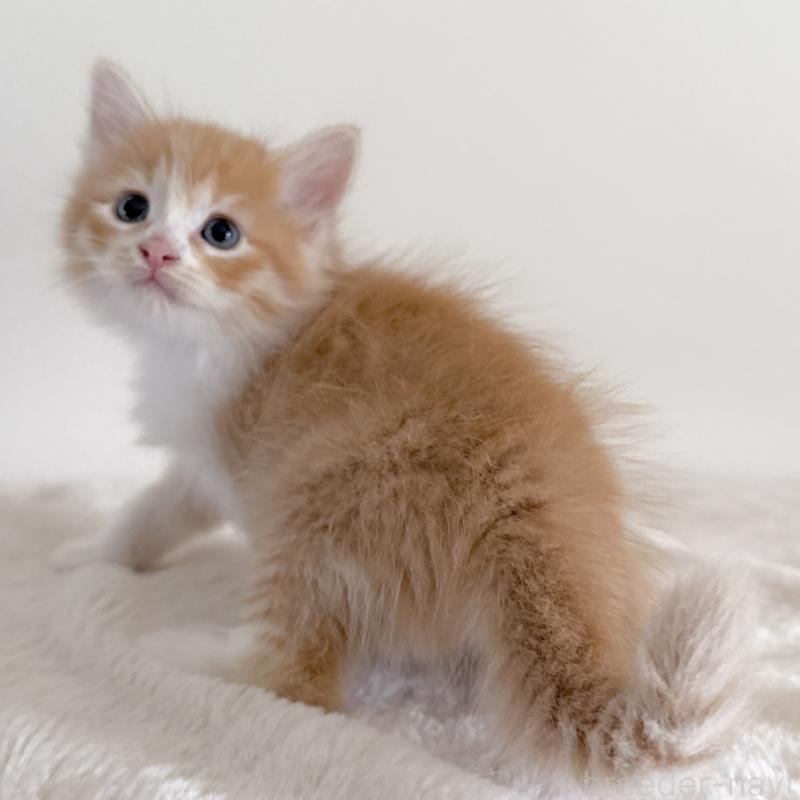 販売中の茨城県のサイベリアン-126949の4枚目