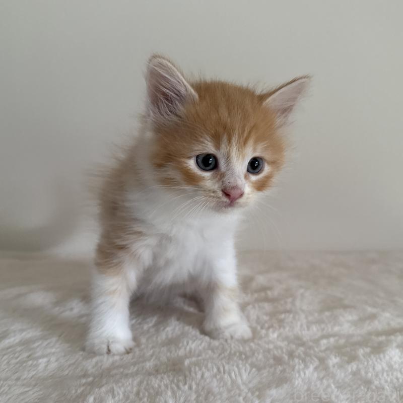 販売中の茨城県のサイベリアン-126949の3枚目