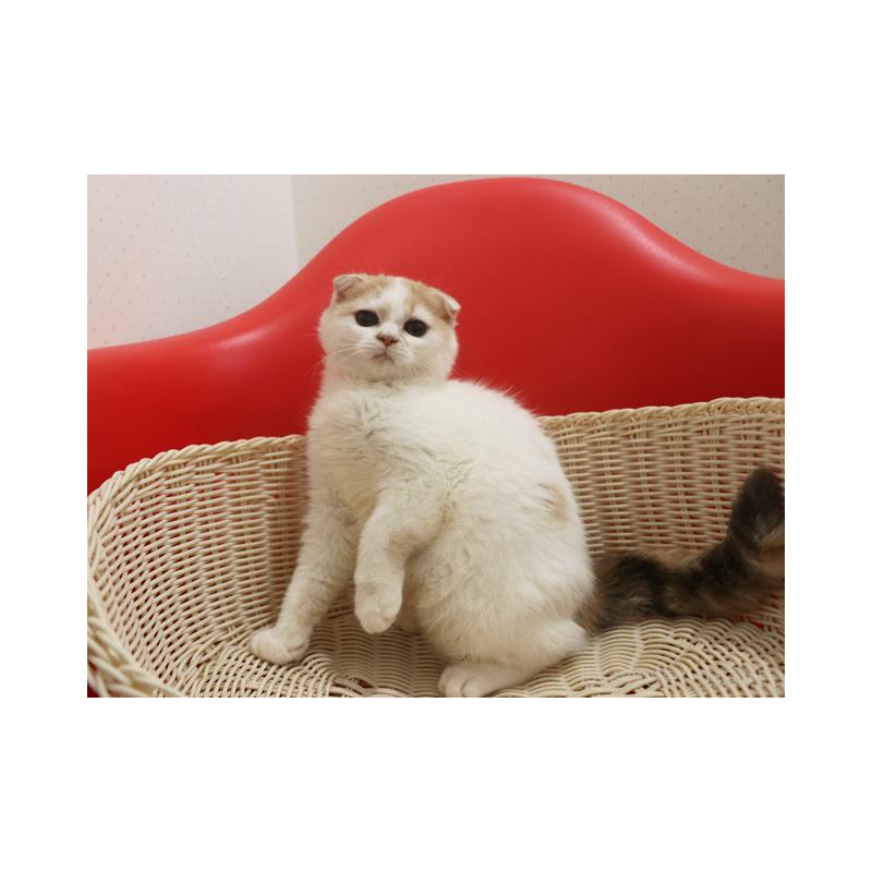 販売中の埼玉県のスコティッシュフォールド(折れ耳)-119485の3枚目