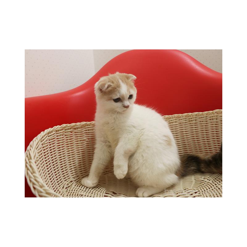 販売中の埼玉県のスコティッシュフォールド(折れ耳)-119485の2枚目