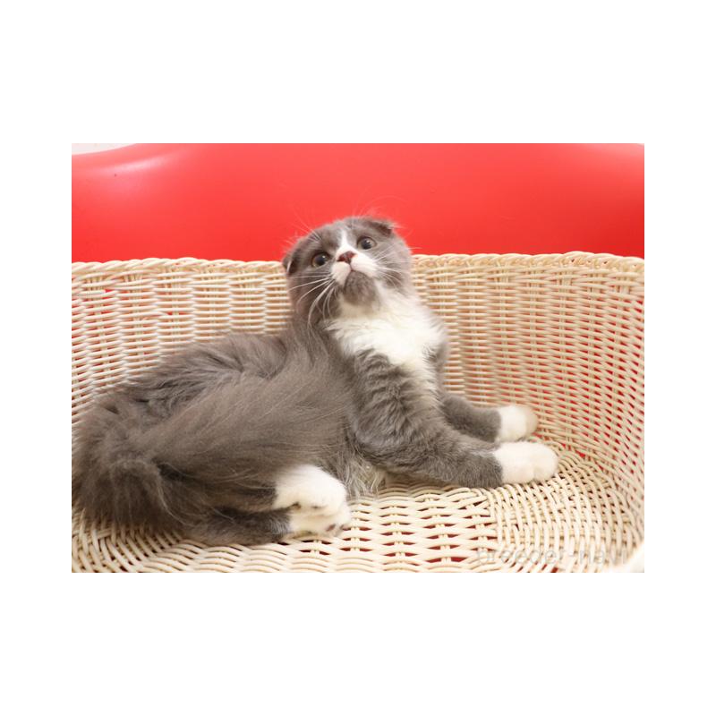 販売中の埼玉県のスコティッシュフォールド(折れ耳)-119484の3枚目