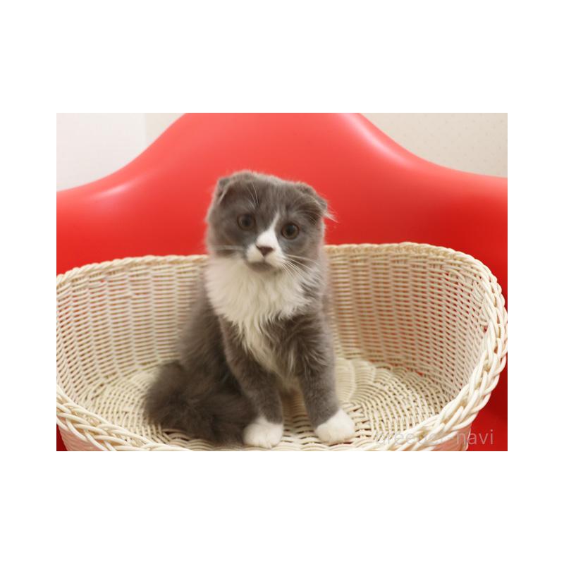 販売中の埼玉県のスコティッシュフォールド(折れ耳)-119484の2枚目