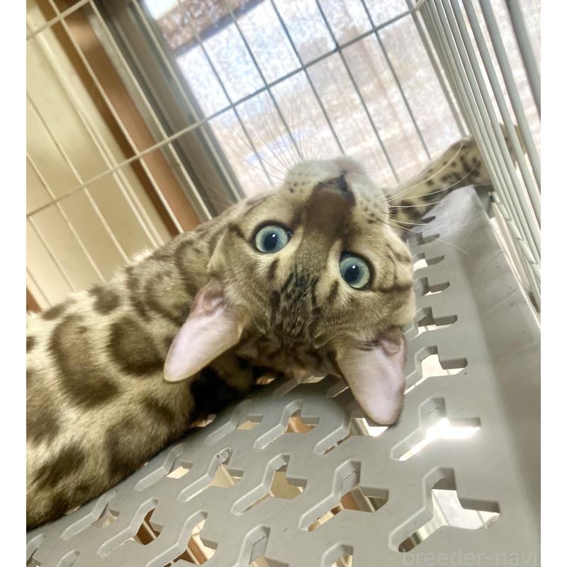 成約済の静岡県のベンガル-112804の8枚目