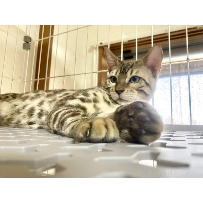 成約済の静岡県のベンガル-112804の7枚目