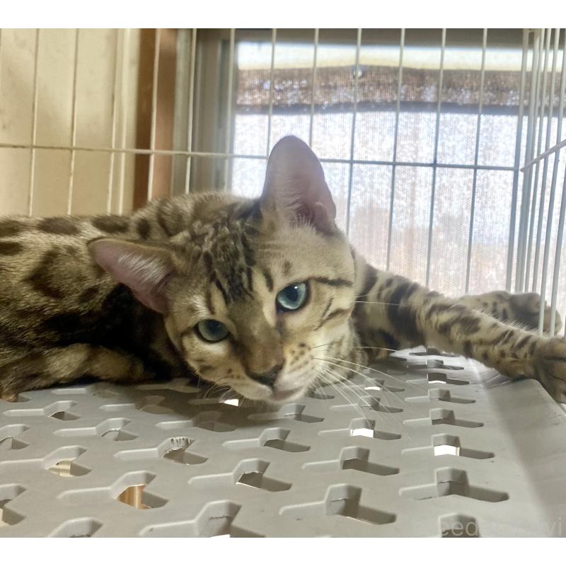 成約済の静岡県のベンガル-112804の6枚目