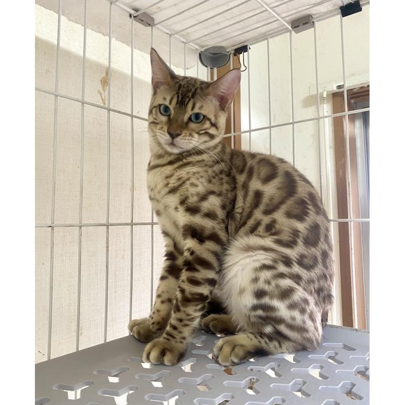 成約済ののベンガル-112804