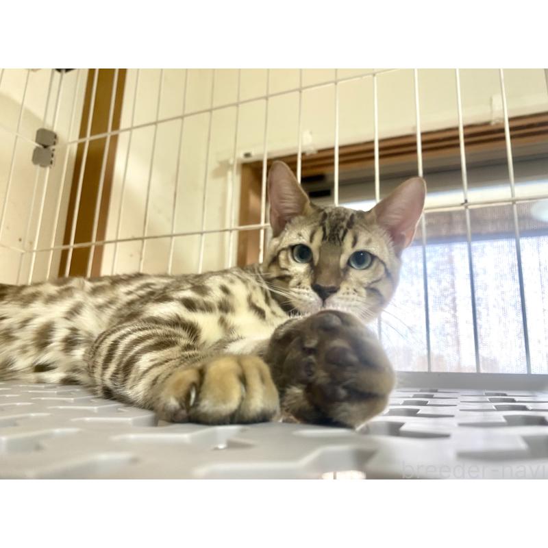 成約済の静岡県のベンガル-112804の5枚目