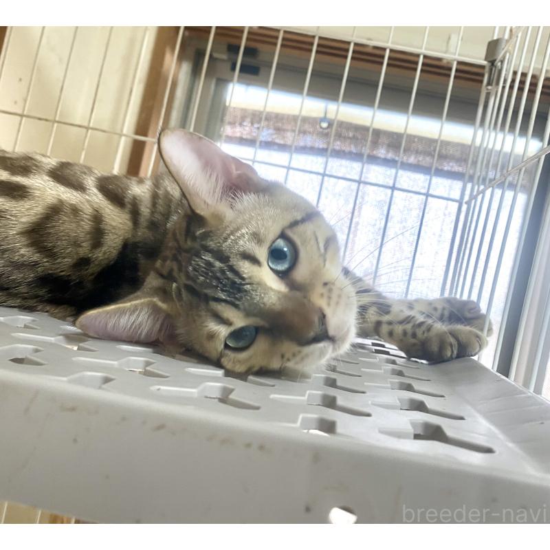 成約済の静岡県のベンガル-112804の4枚目