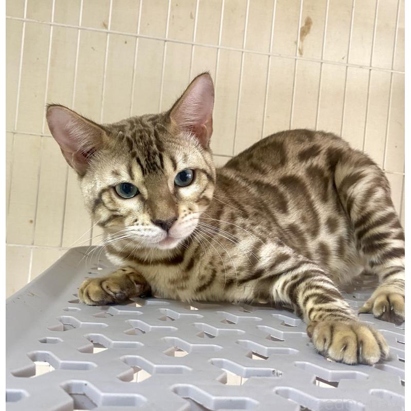 成約済の静岡県のベンガル-112804の3枚目