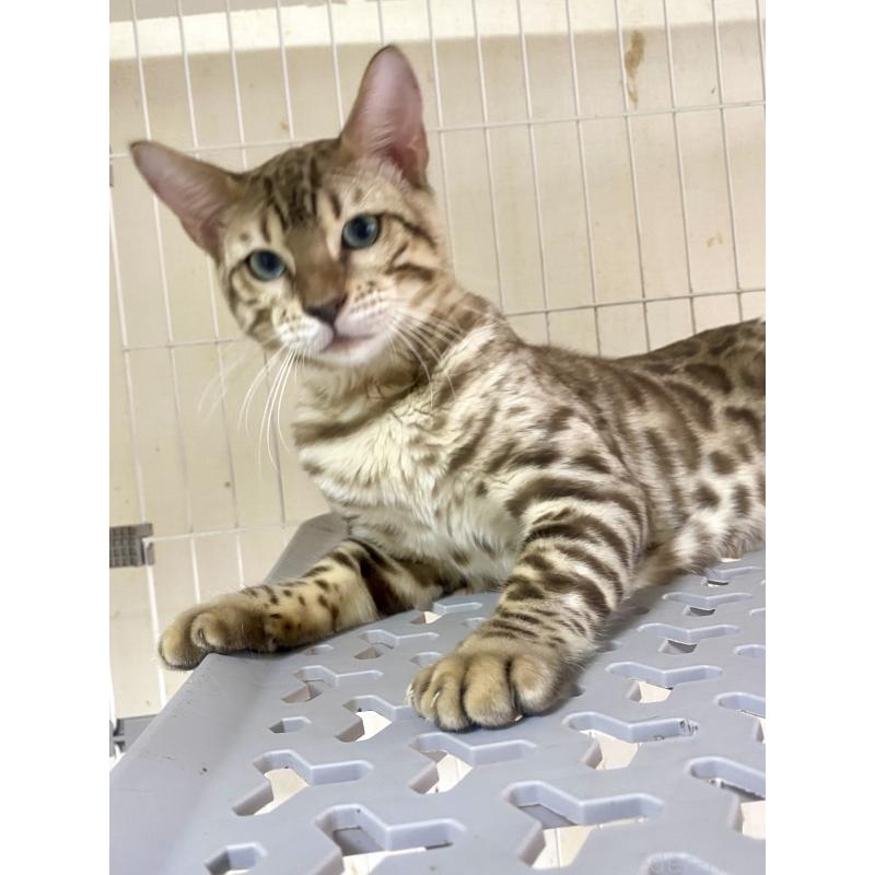 成約済の静岡県のベンガル-112804の2枚目