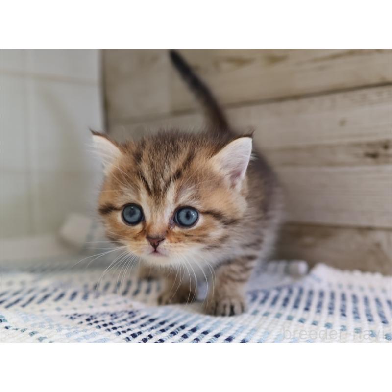 成約済の愛知県のブリティッシュショートヘア-127310の11枚目