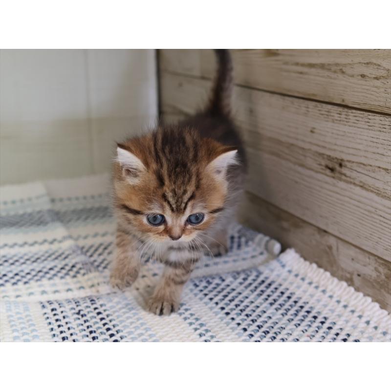 成約済の愛知県のブリティッシュショートヘア-127310の10枚目