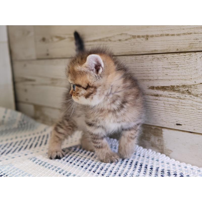 成約済の愛知県のブリティッシュショートヘア-127310の9枚目