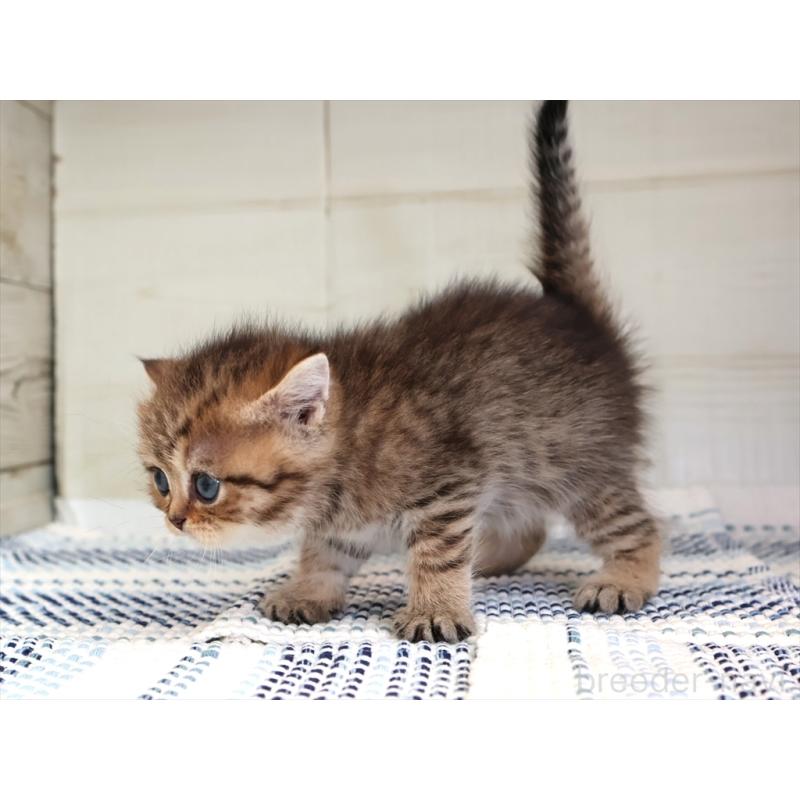 成約済の愛知県のブリティッシュショートヘア-127310の8枚目