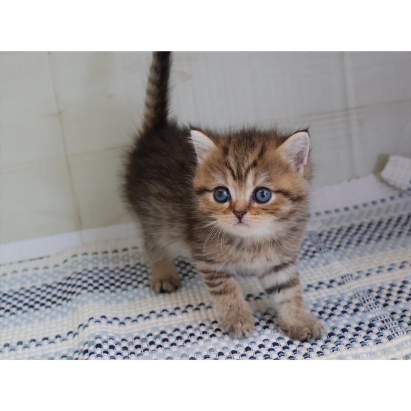 成約済の愛知県のブリティッシュショートヘア-127310の7枚目