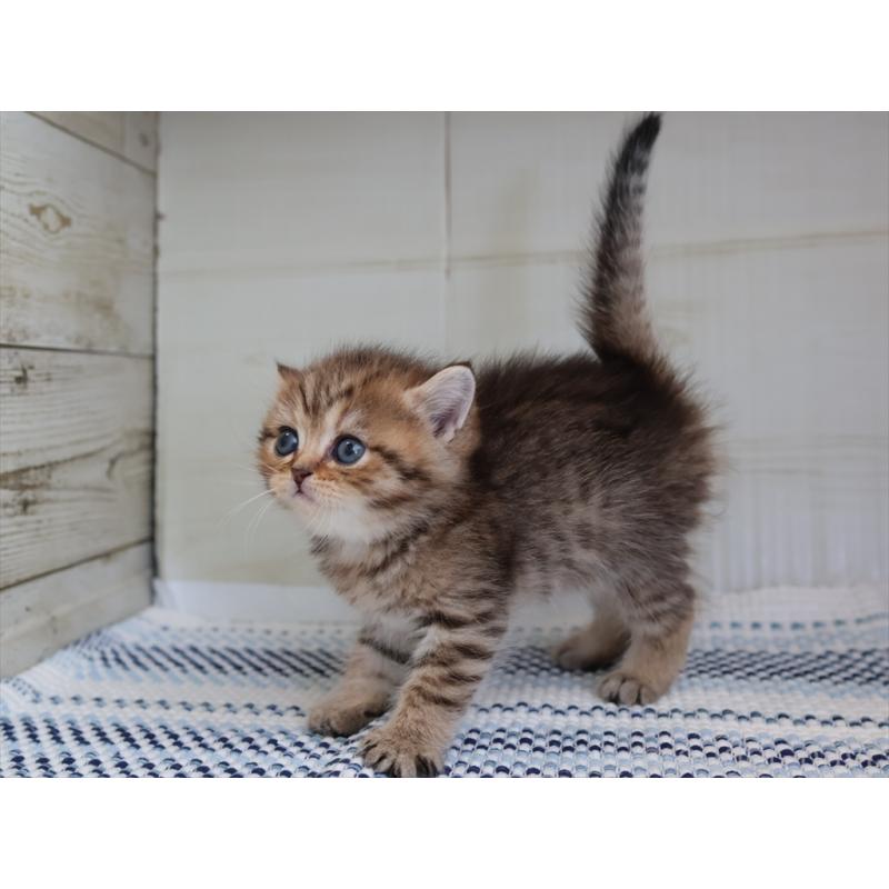 成約済の愛知県のブリティッシュショートヘア-127310の6枚目