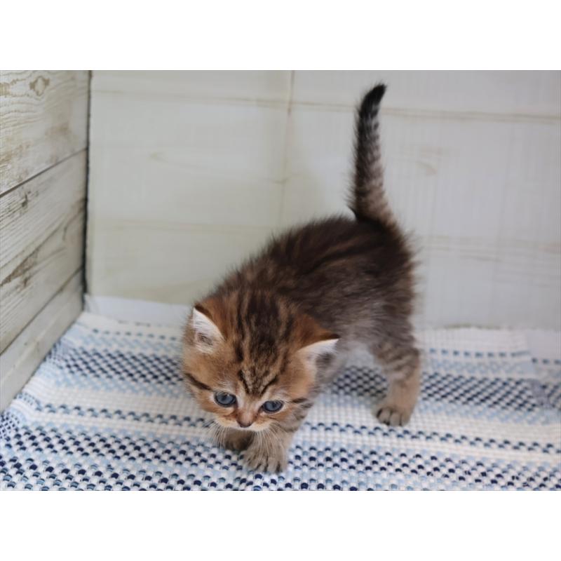 成約済の愛知県のブリティッシュショートヘア-127310の5枚目