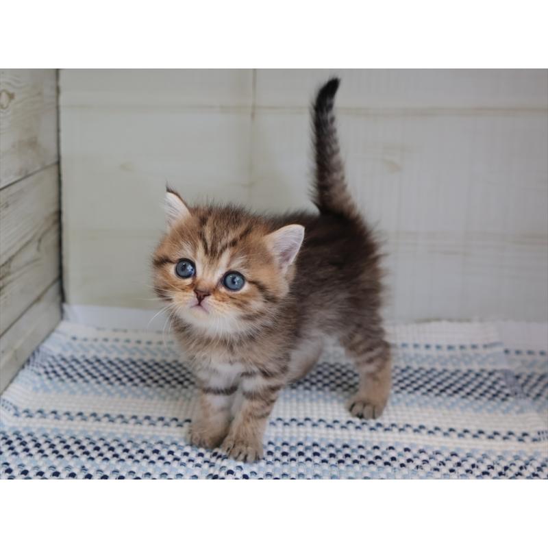 成約済の愛知県のブリティッシュショートヘア-127310の4枚目