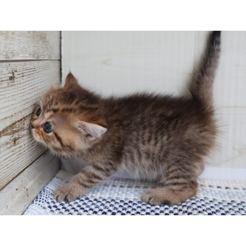 成約済の愛知県のブリティッシュショートヘア-127310の3枚目