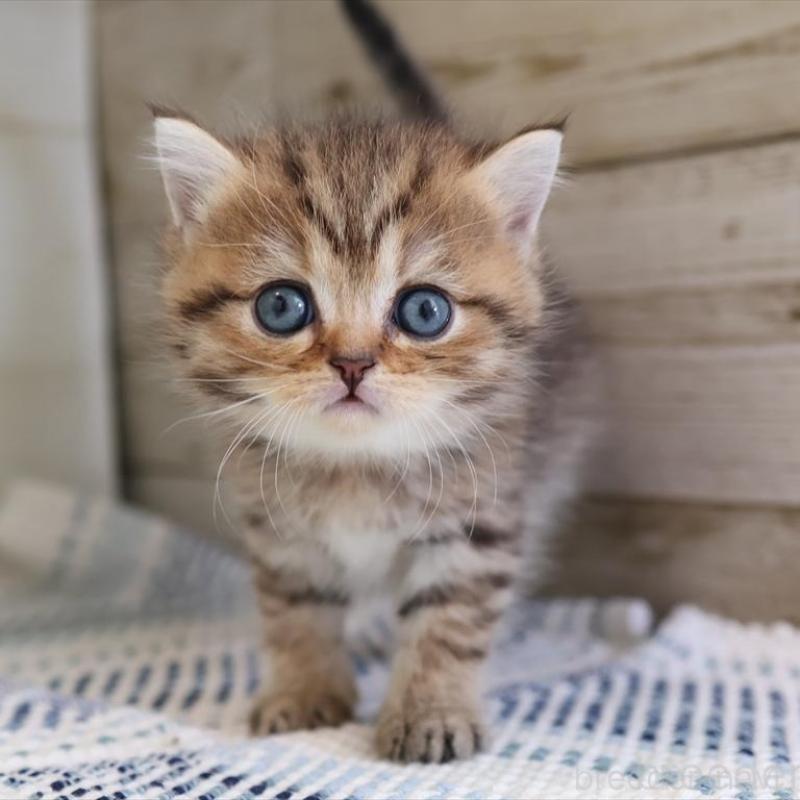 成約済の愛知県のブリティッシュショートヘア-127310の1枚目