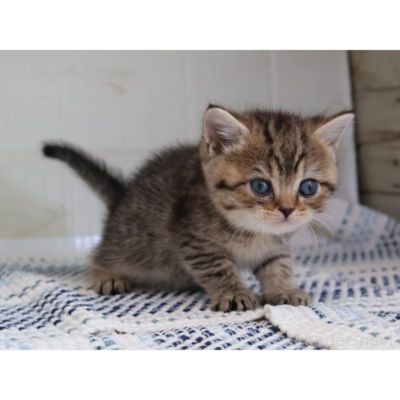 成約済の愛知県のブリティッシュショートヘア-127309の13枚目