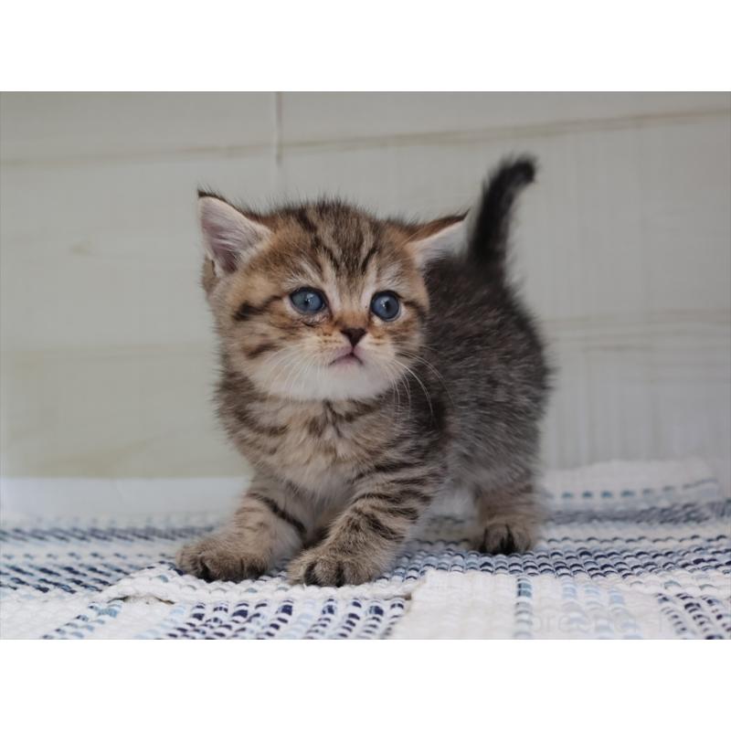 成約済の愛知県のブリティッシュショートヘア-127309の12枚目