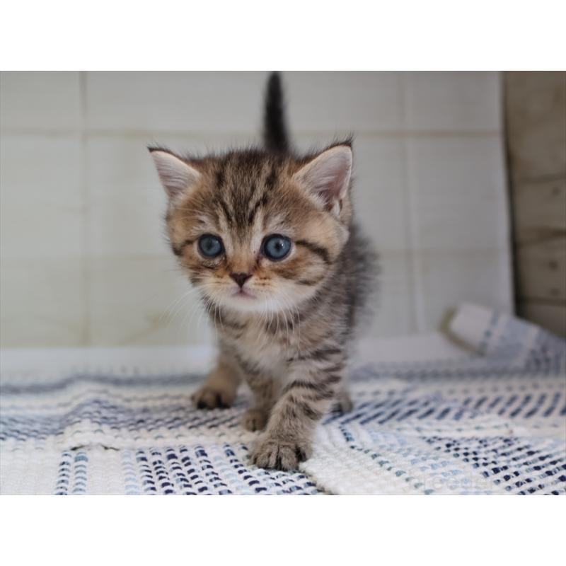 成約済の愛知県のブリティッシュショートヘア-127309の11枚目