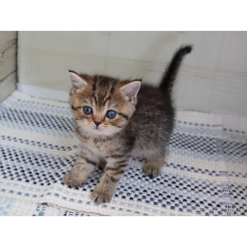 成約済の愛知県のブリティッシュショートヘア-127309の10枚目